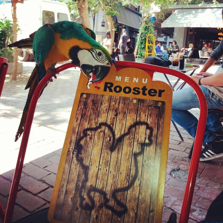 Rooster Suites 雅典 外观 照片